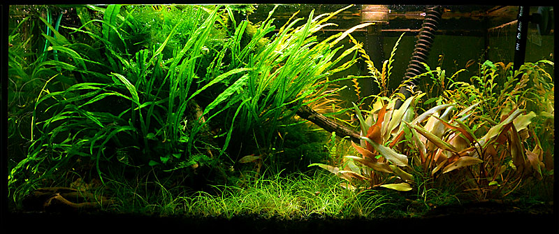 mojbiljniakvarijumonline.org/forum/attachments/dsc_4179.jpg