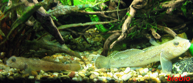 mojbiljniakvarijumonline.org/forum/attachments/img_3927a800.jpg