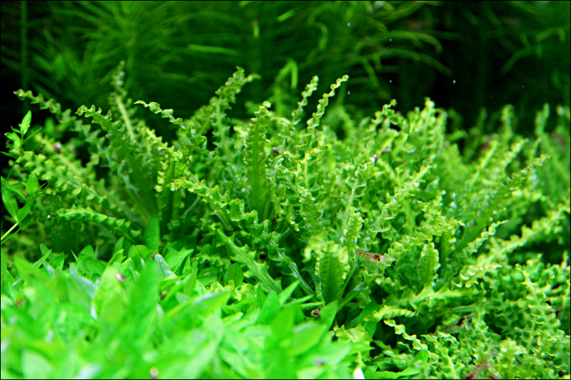mojbiljniakvarijumonline.org/forum/attachments/phelferi1.jpg