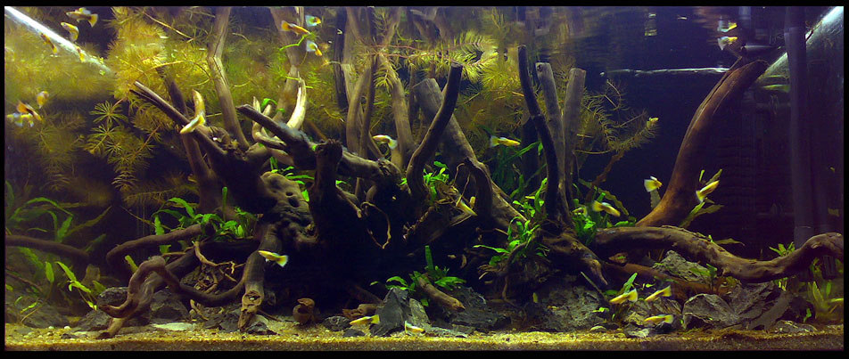 mojbiljniakvarijumonline.org/images/030120151622ab.jpg