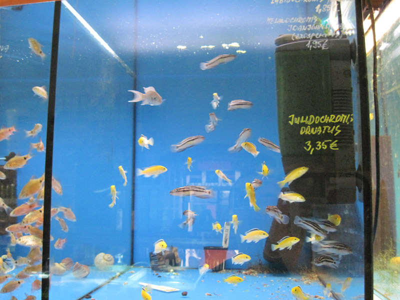 mojbiljniakvarijumonline.org/images/akvaprodukt.sk/caeruleusi.jpg