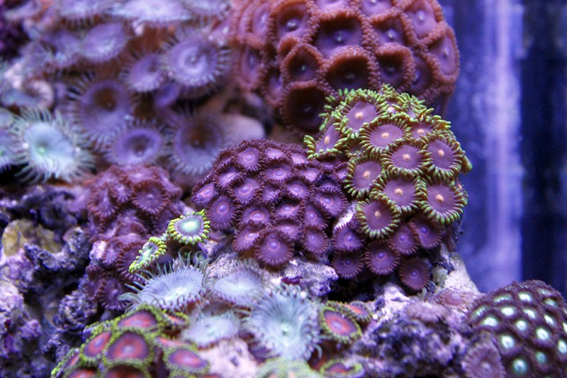 mojbiljniakvarijumonline.org/images/arcusnanoreef/102237.jpg