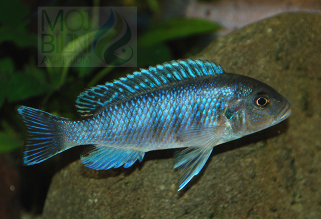 mojbiljniakvarijumonline.org/images/ciklidarijum/smanjene/PseudotropheusLombardoiF.jpg