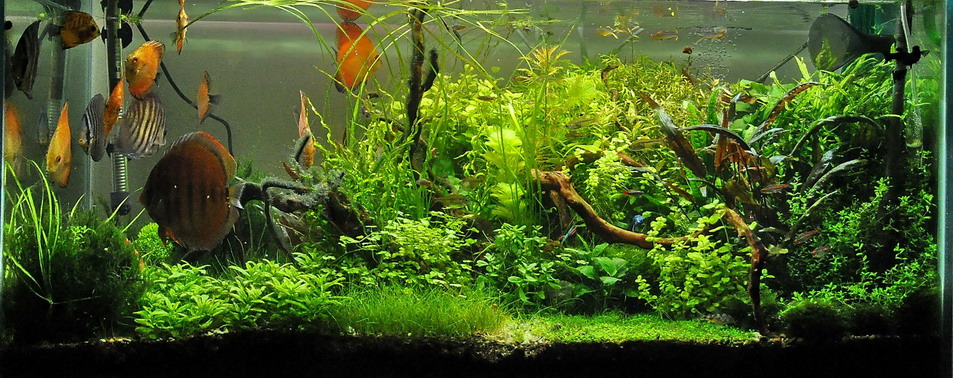 mojbiljniakvarijumonline.org/images/discus3.jpg