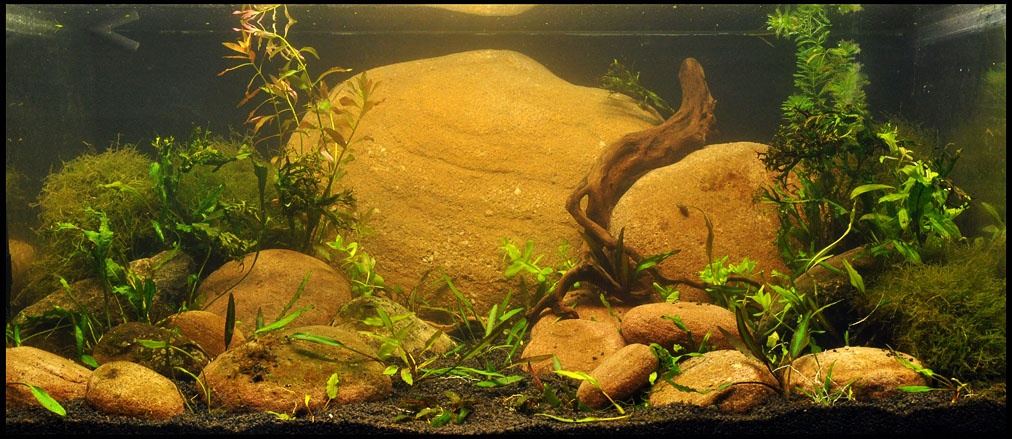mojbiljniakvarijumonline.org/images/dsc_0151ab.jpg