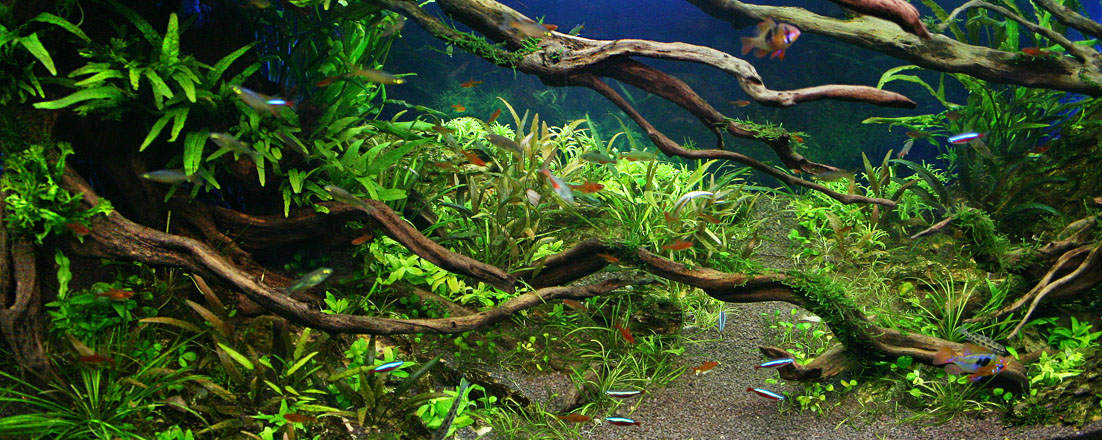 mojbiljniakvarijumonline.org/images/img_1408aa.jpg