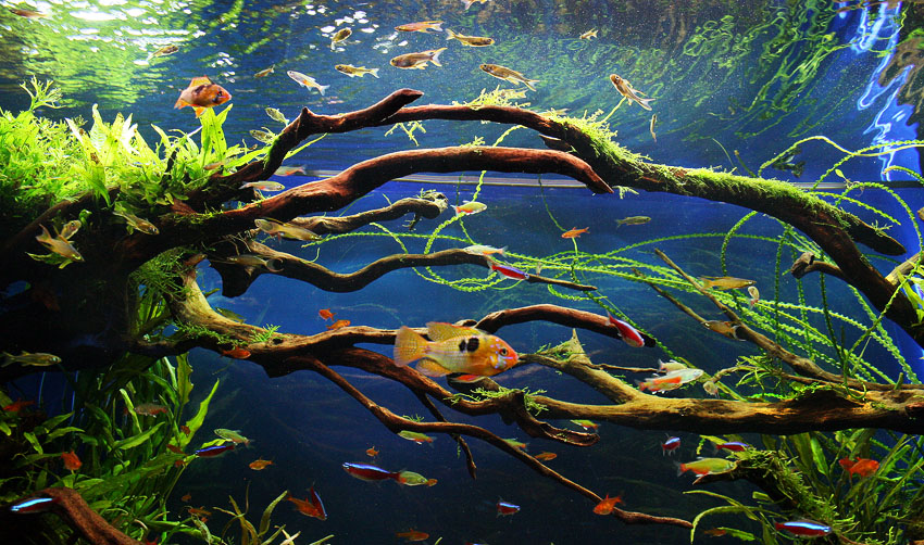 mojbiljniakvarijumonline.org/images/img_1411aa.jpg