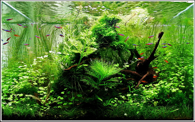 mojbiljniakvarijumonline.org/images/news/110litara.jpg