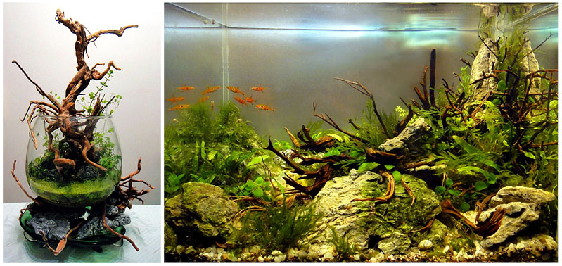 mojbiljniakvarijumonline.org/images/news/biow795.jpg