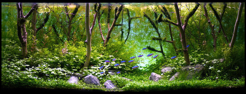mojbiljniakvarijumonline.org/images/news/birch790.jpg