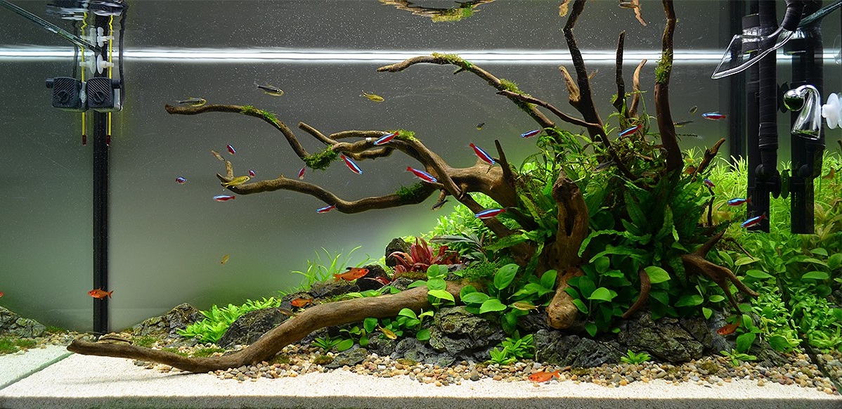 mojbiljniakvarijumonline.org/images/news/desert_oasis_-_aquamaniac.jpg