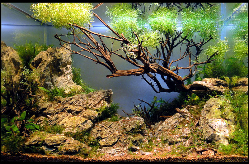 mojbiljniakvarijumonline.org/images/news/dsc04598a800.jpg