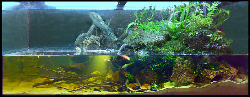 mojbiljniakvarijumonline.org/images/news/man796.jpg