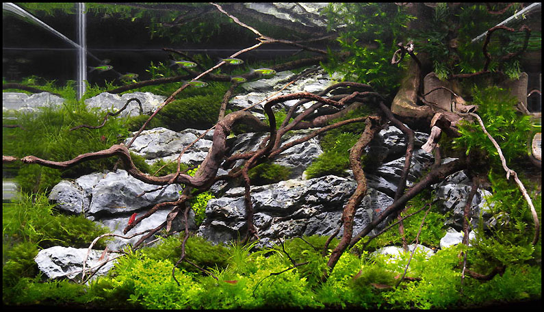 mojbiljniakvarijumonline.org/images/news/pep795.jpg