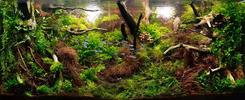 mojbiljniakvarijumonline.org/images/news/pepi_ut1.jpg