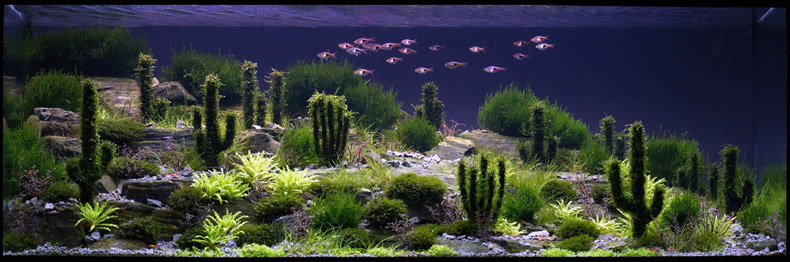mojbiljniakvarijumonline.org/images/news/wild790.jpg