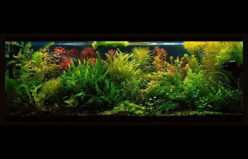 500l Dutch