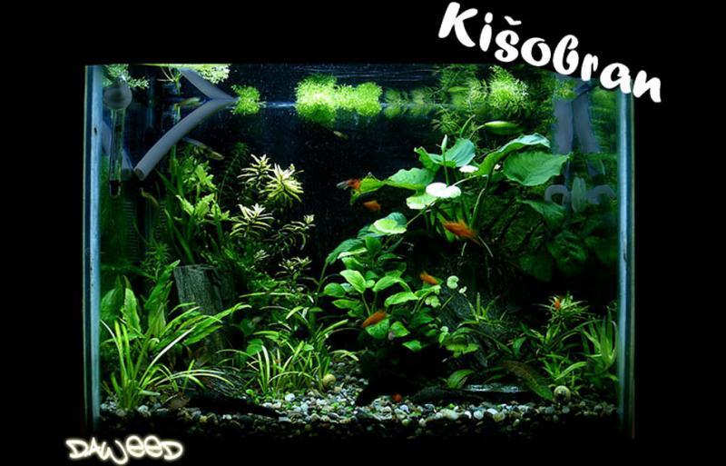 Ki�obran