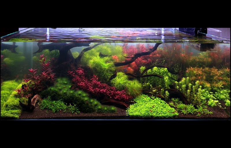 120 Gallon ADA "like"
