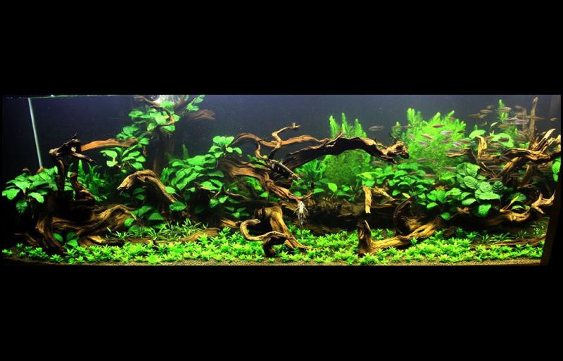 350Gallon manzy scape