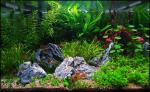 dsc02484_medium_t1.jpg