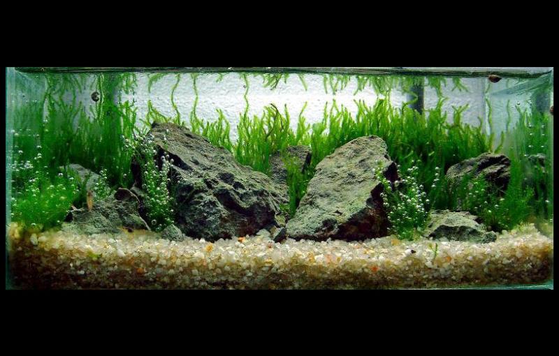 Nano 0.5L