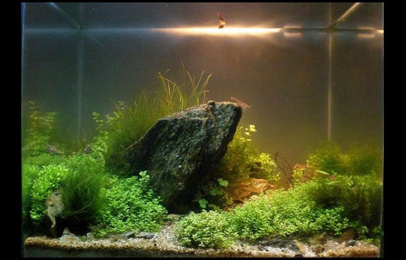 nano 10L
