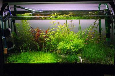 Planta�a