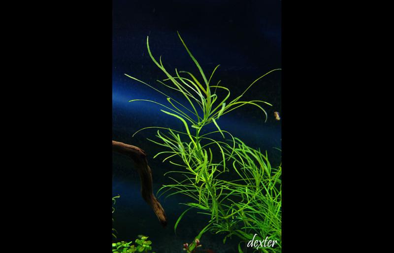 Pogostemon Octopus