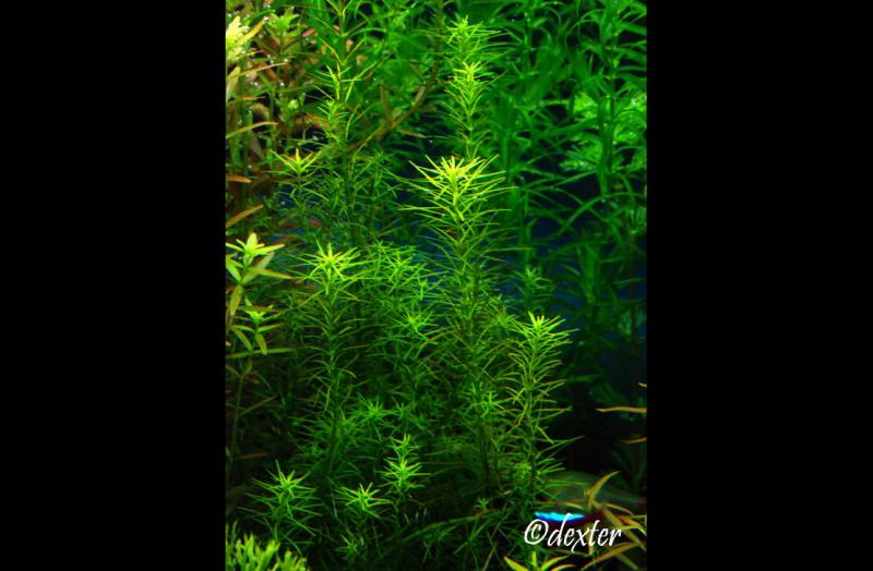 Rotala Sp. 'Nanjenshan'