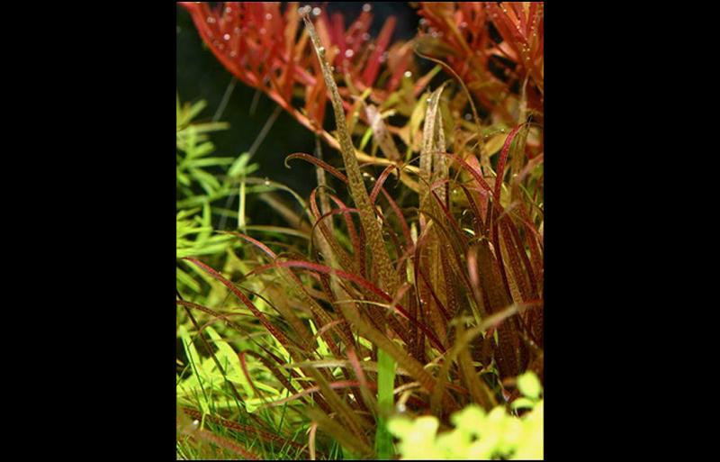 Blyxa Japonica ili Auberti?