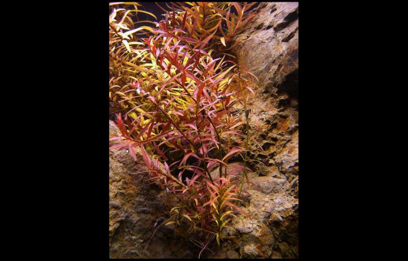 Ludwigia Arcuata