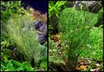 aponogeton1a_t1.jpg