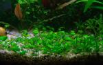 dsc06496lr_t1.jpg