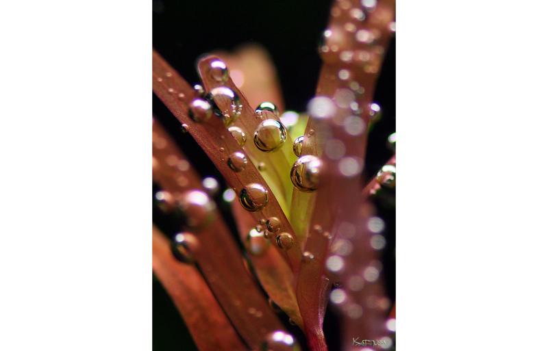 Rotala Sp. "Colorata" - perling
