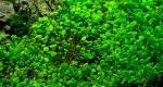 Click to view dsc3133-marsilea2_t1_1.jpg