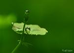 dsc3309_t1.jpg