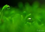 dsc_3761_t1.jpg