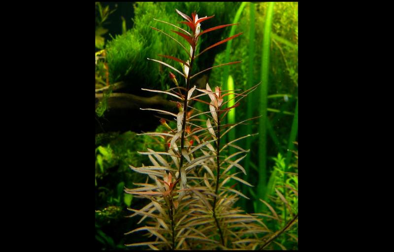 Ludwigia Arcuata -cvetanje