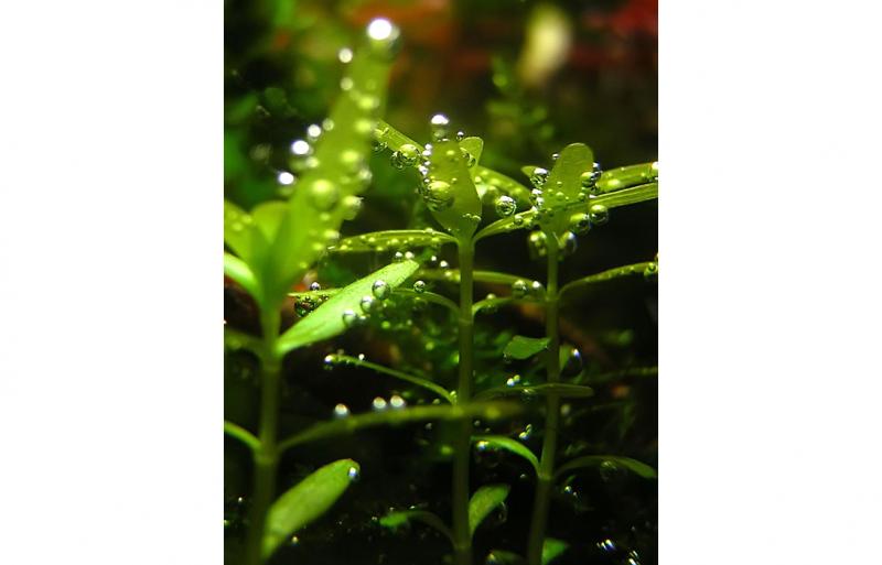Rotala Rotundifolia green