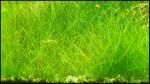 eleocharisacicularis_t1.jpg