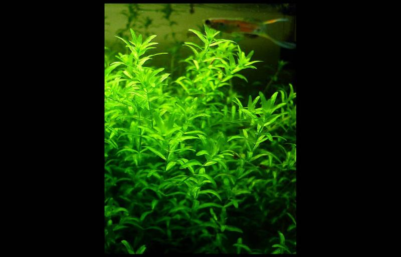Hemianthus Micranthemoides