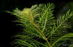 Click to view myriophyllum-matogrossens_t1.jpg