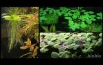Click to view pistia1s_t1.jpg