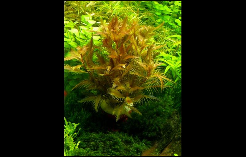 Proserpinaca Palustris