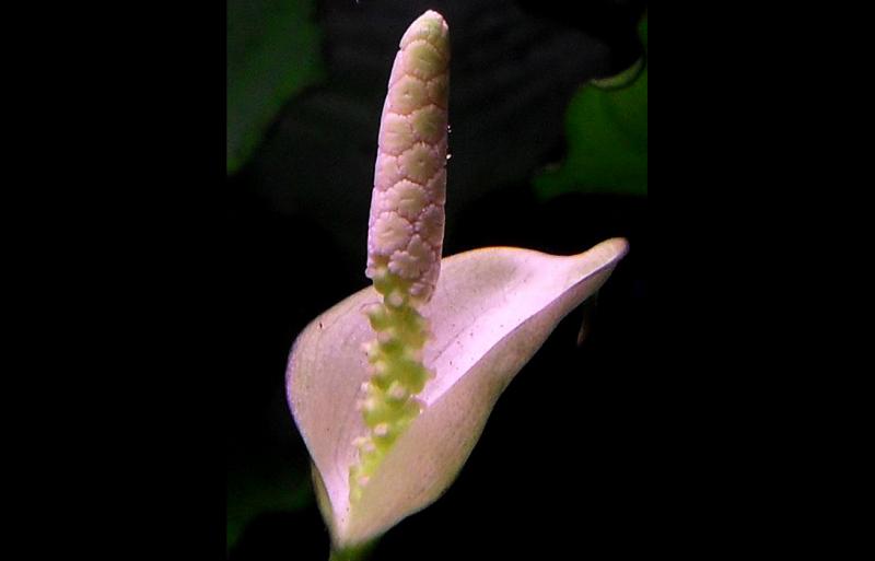 Anubias Barteri var.barteri - cvet