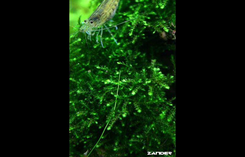 Vesicularie Ferriei - Weeping moss