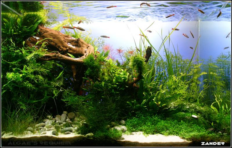 Algae`s Requiem