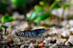 Click to view 555916_10200668661464687_1545582938_n1_t1.jpg
