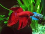 Click to view betta_8001_t1.jpg